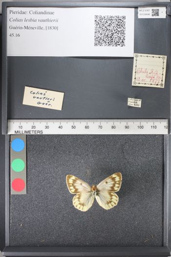Media type: image;   Entomology 124646
